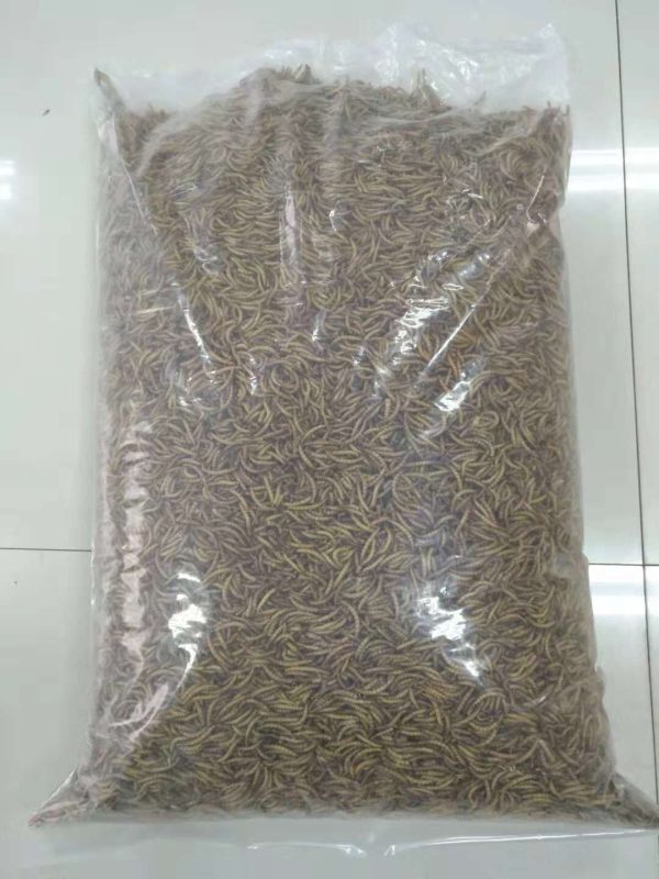 Bulk purchase of economically efficient and sustainable dried yellow mealworms - Image 2