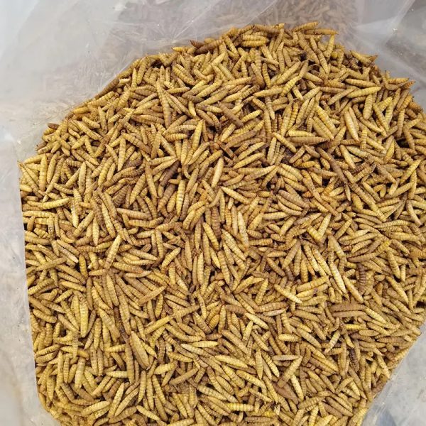 Innosentia Dried Black Soldier Fly Larvae - Image 3