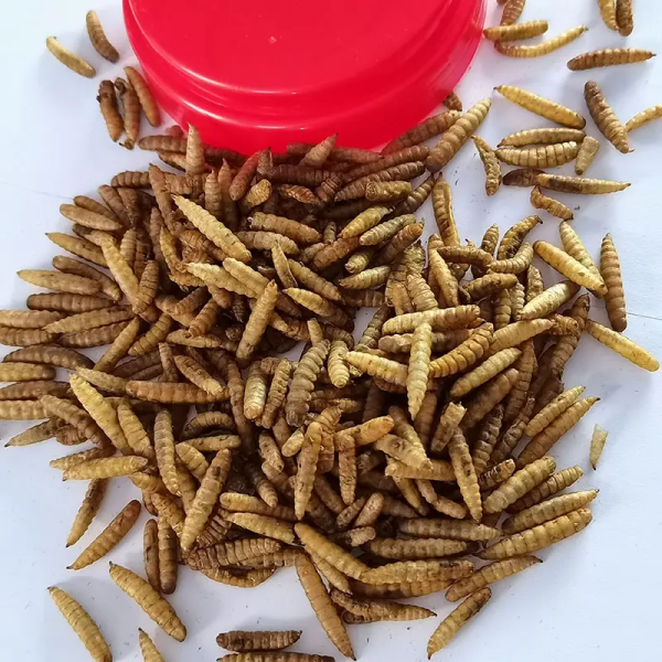Innosentia Dried Black Soldier Fly Larvae - Image 4