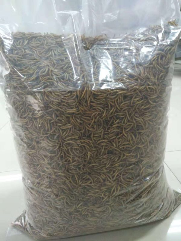 Innosentia Dried Black Soldier Fly Larvae - Image 2